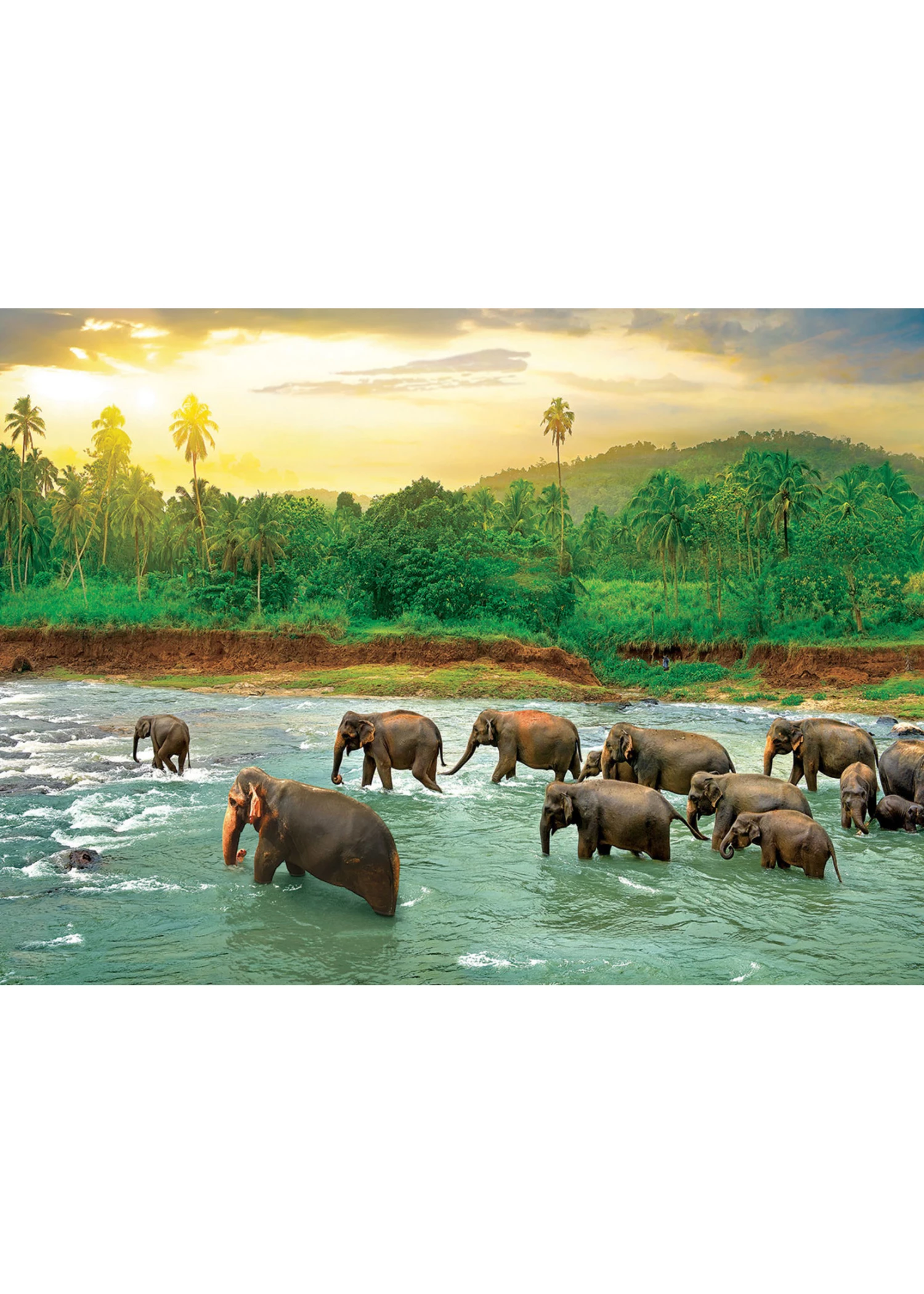 Eurographics Rainforest - 1000 Piece Puzzle 4 Eurographics Rainforest - 1000 Piece Puzzle - Image 2