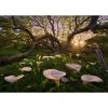 Heye Calla Clearing - 1000 Piece Puzzle