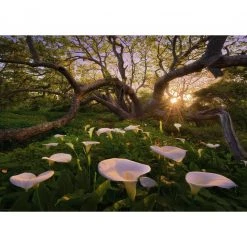 Heye Calla Clearing - 1000 Piece Puzzle
