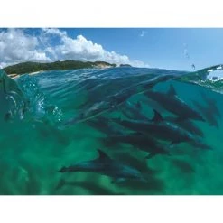 New York Puzzle Co Bottlenose Dolphins - 1000 Piece Puzzle -Puzzles Online Store new york puzzle co bottlenose dolphins 1000 piece 1