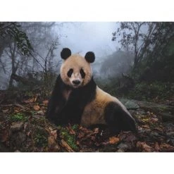 New York Puzzle Co Giant Panda - 1000 Piece Puzzle -Puzzles Online Store new york puzzle co giant panda 1000 piece puzzle 1