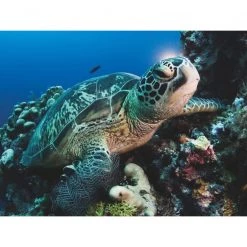 New York Puzzle Co Green Sea Turtle - 500 Piece Puzzle -Puzzles Online Store new york puzzle co green sea turtle 500 piece puzz 1